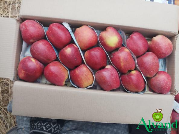 Fresh Organic Apple Fruit Packaging and Wholesale Companies