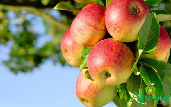 Every Things About  Organic Fuji  Apples