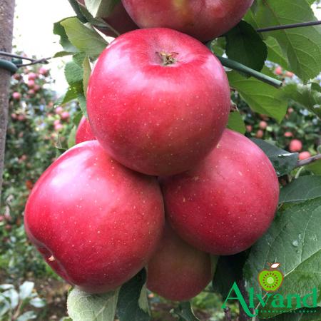        Can Red Fuji Apple Be Found in All Seasons?