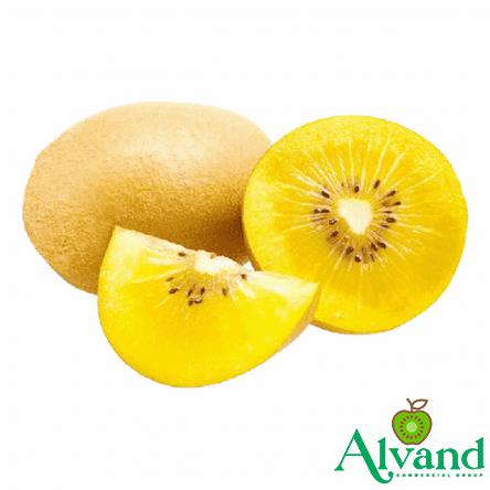 The Largest Exporter of Yellow Kiwi Fruit in the World