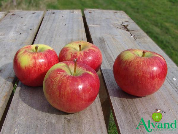 Guide to the Specifications of the Best Natural Apple