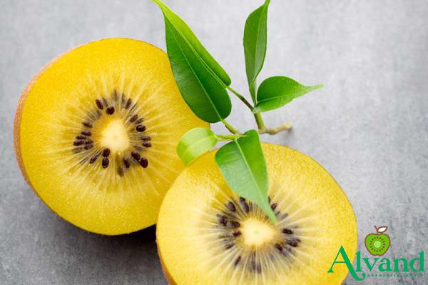 Shopping Guide of Best Yellow Kiwi for Buyers