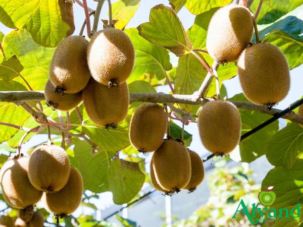 Wholesalers of Ripe Kiwi at Approved Rates