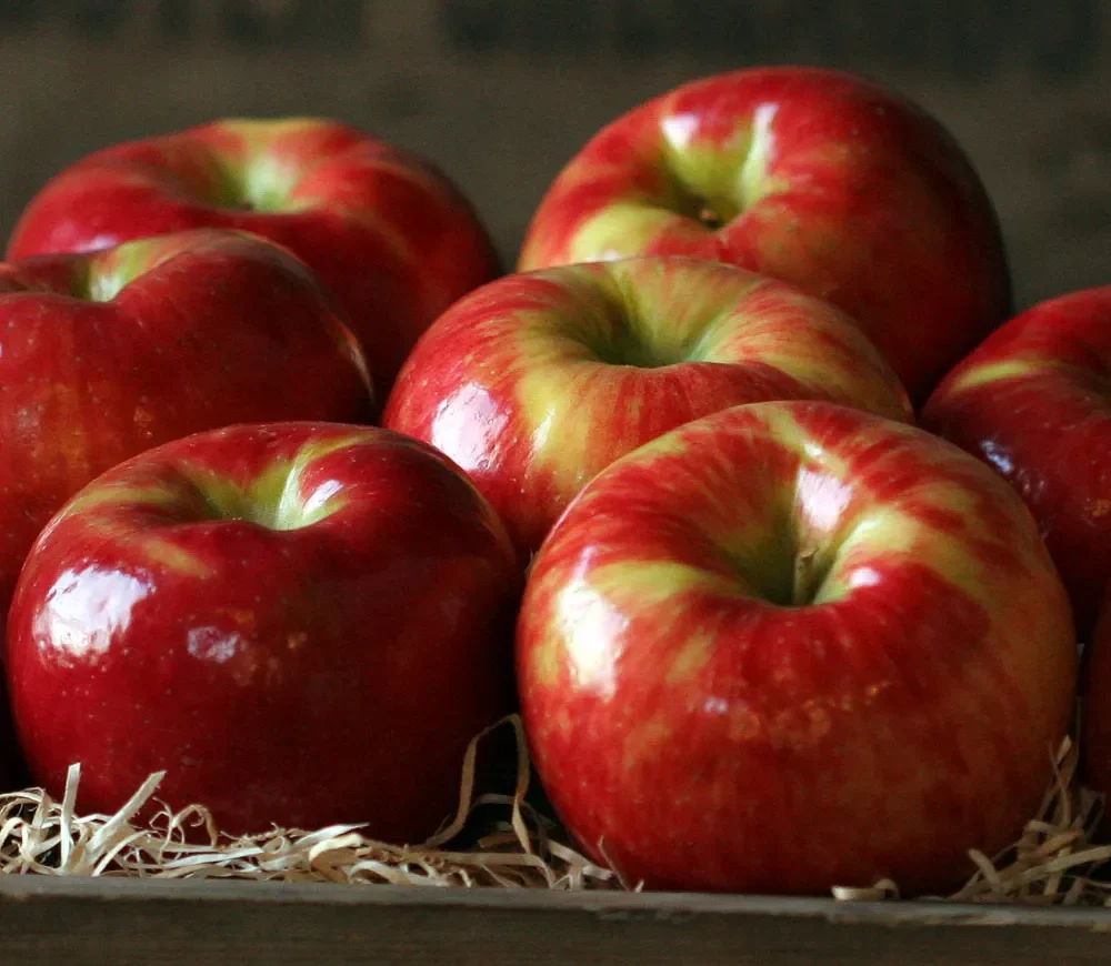 gala apples