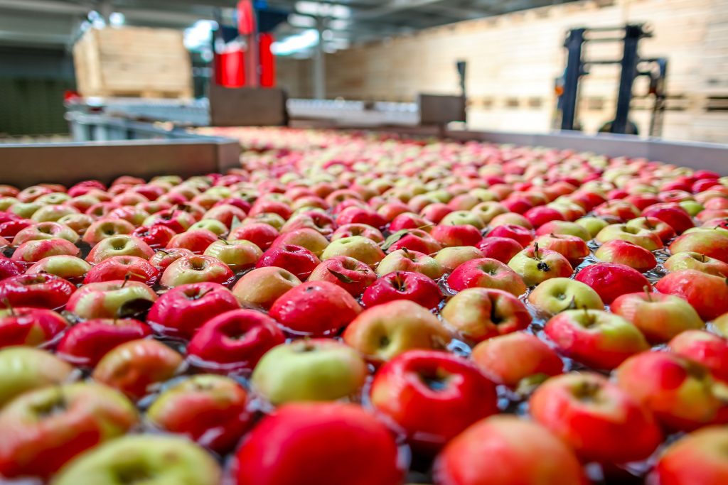 Process of Europe apple fruit production