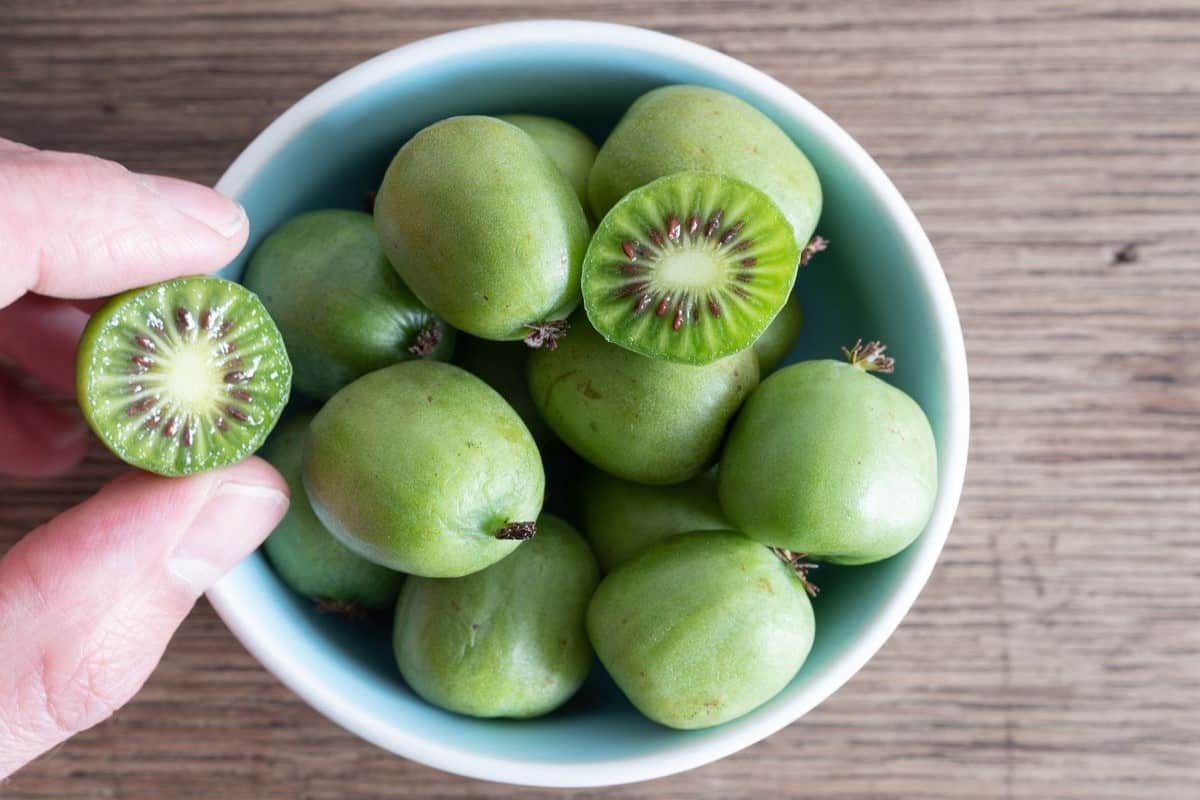  Mini Kiwi Fruit; Sweet Taste 2 Vitamins E C 