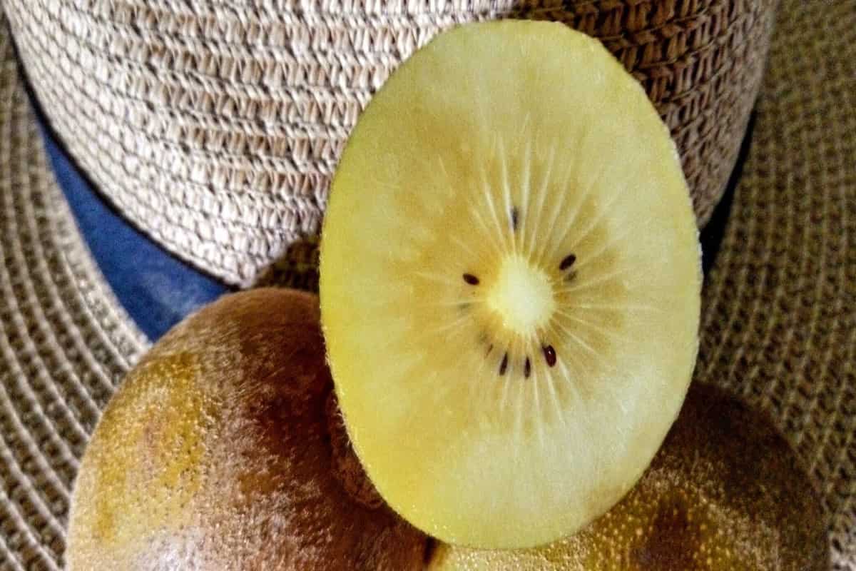  Golden Kiwi Fruits; Sweet Taste Crunchy Texture 2 Minerals Potassium Folate 