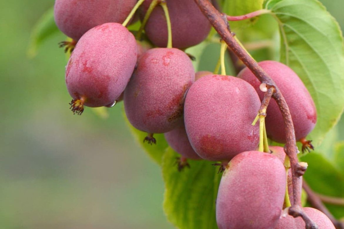 Pink Kiwi Fruit; Small Round Shape 3 Minerals Phosphorus Calcium Potassium