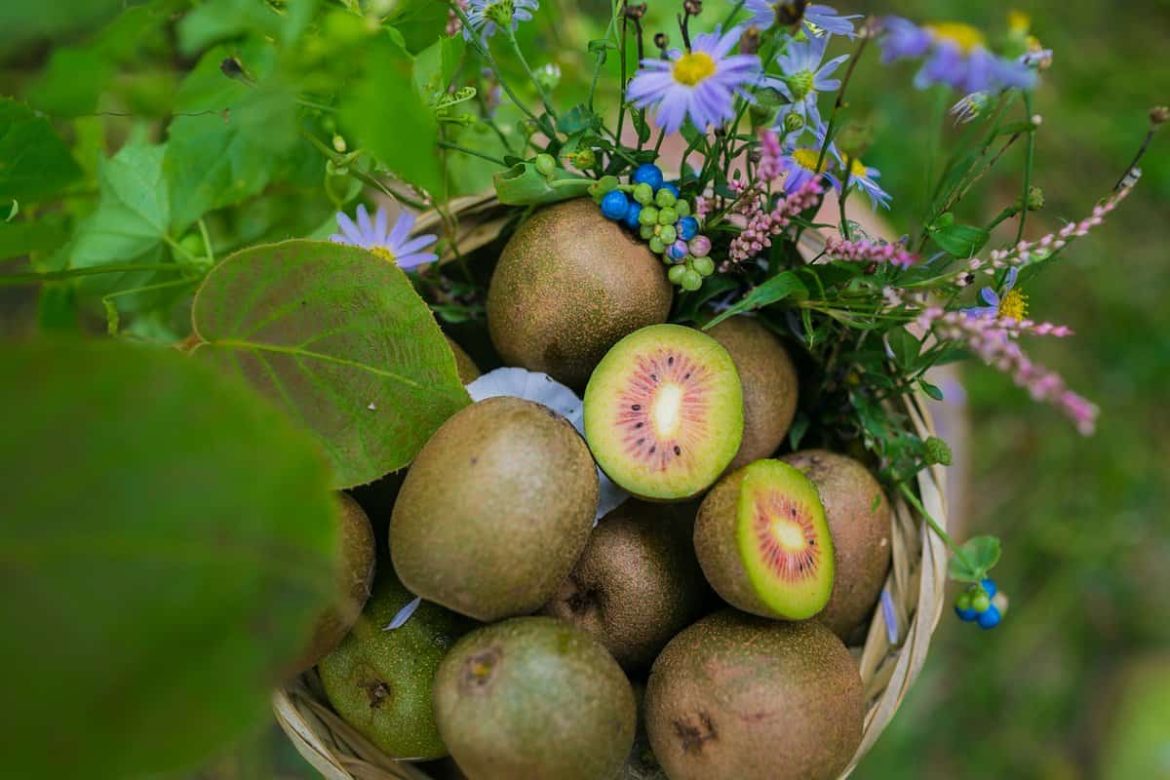 Red Kiwi (Blood Kiwi) Sweet Nutritional & Antioxidant Benefits