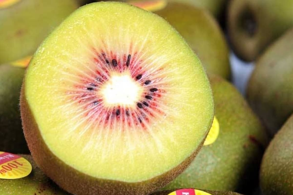  Purple Kiwi Fruit (Actinidia Melanandra) Oval Round Shaped Brown Fuzzy Skin 