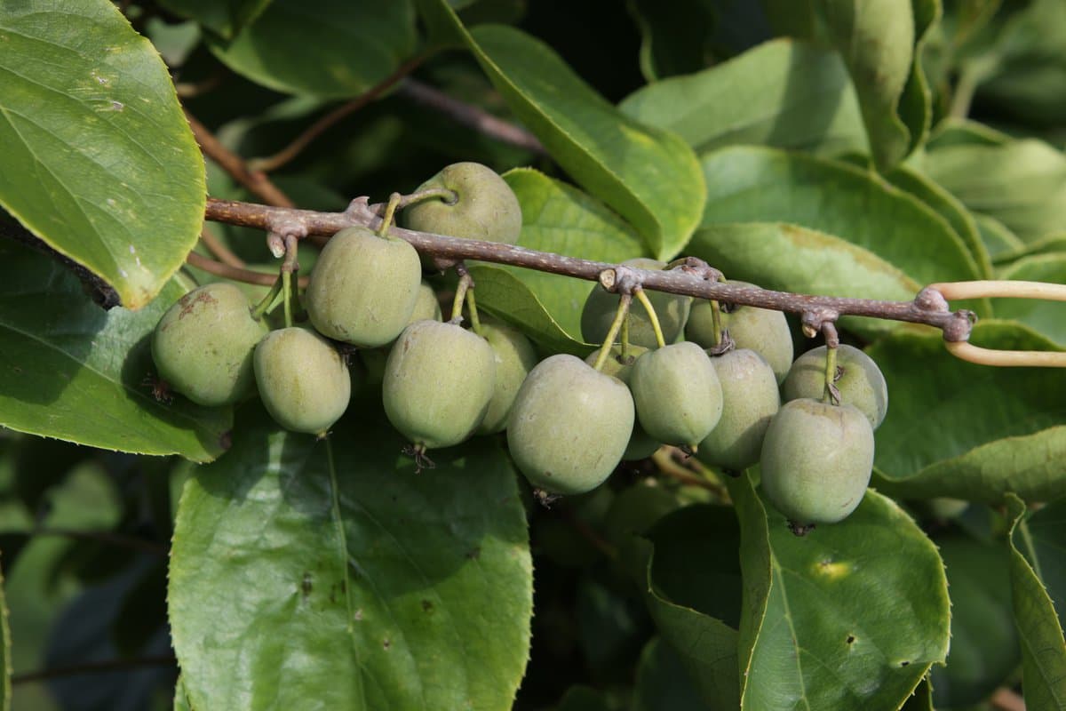  Little Kiwi Fruit; Brown Fuzzy Skin Vitamin C E Fiber Source Strengthen Immune System 