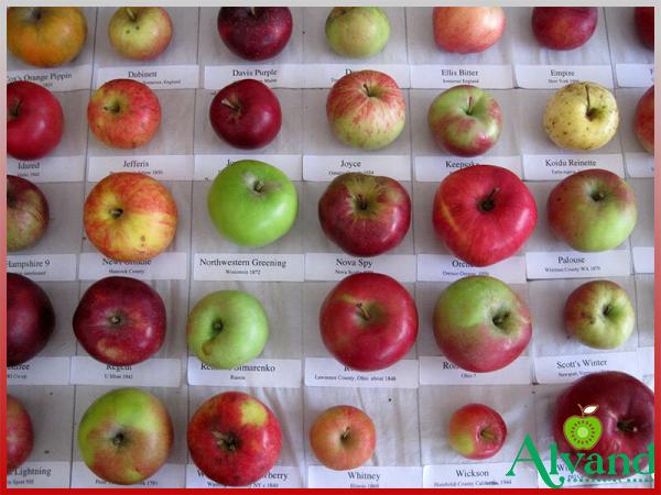 Price and buy best red apple brand + cheap sale