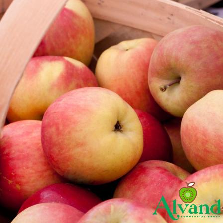 Buy best sweet red apple at an exceptional price