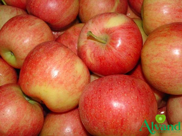 Specifications pink lady apples south africa + purchase price