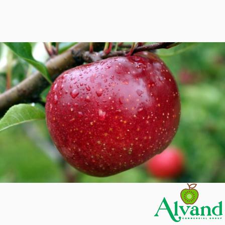 Buy types of sweet red apples + best price