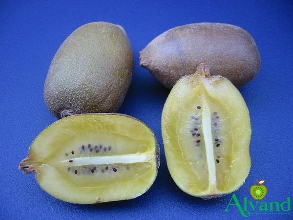 Purchase and price of Iranian golden kiwi types