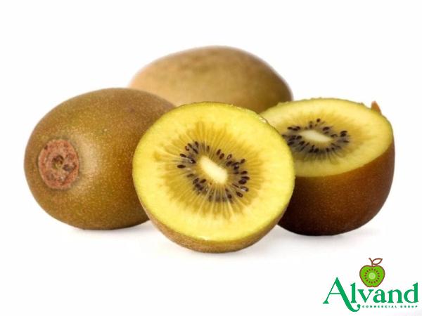 Golden kiwifruit purchase price + sales in trade and export