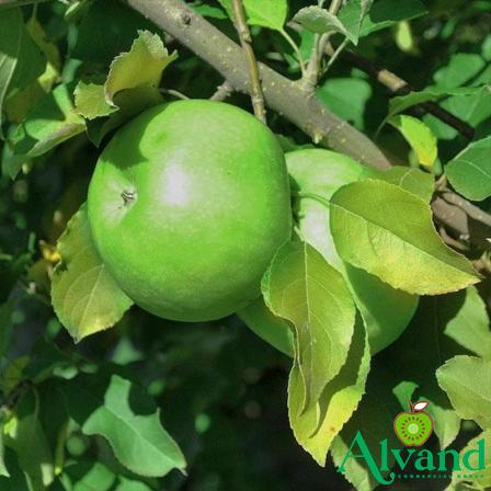 Buy little green apples fruit + best price