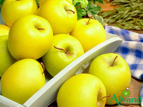 Best golden apple fruit + great purchase price