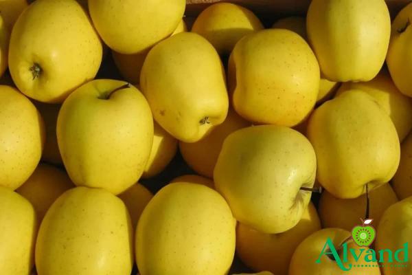 Buy healthy golden apple + great price with guaranteed quality