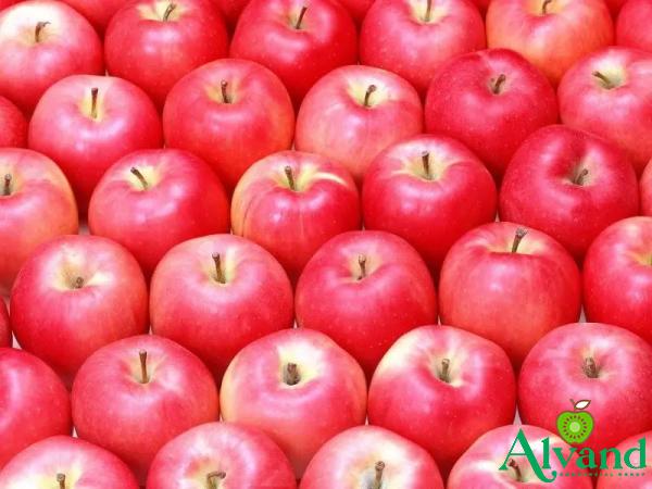 Buy gala red apple types + price