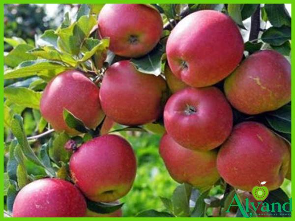 Introducing pink lady apples sweet + the best purchase price