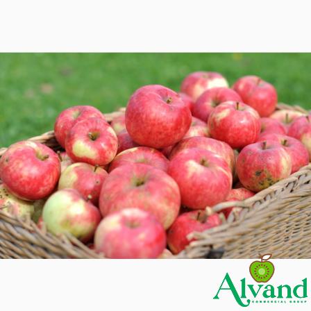 Buy Asian apple types types + price