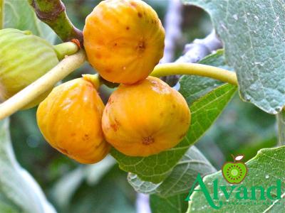 bear apple fruit acquaintance from zero to one hundred bulk purchase prices